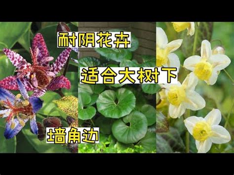 室外耐陰植物